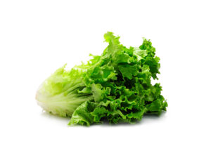 TF Romaine Lettuce