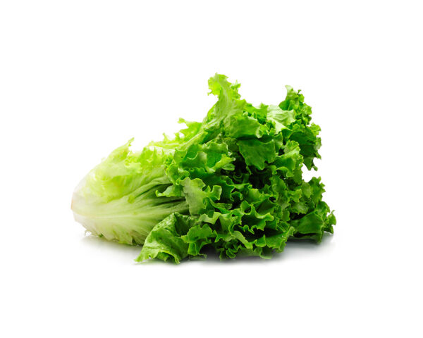 TF Romaine Lettuce