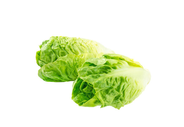 TF Romaine Heart