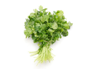 TF Cilantro