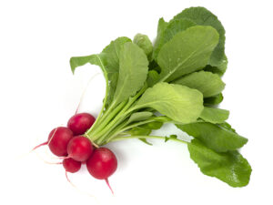 TF Radish Clamshell