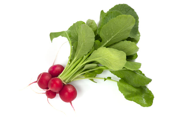 TF Radish Clamshell