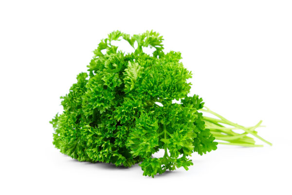 TF Parsley Curly