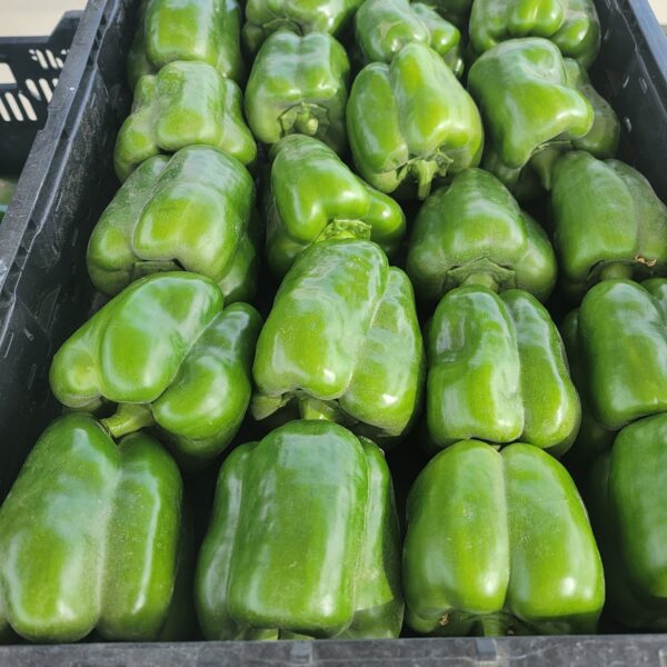 TF Bell Pepper Green 2pk Med-Lge