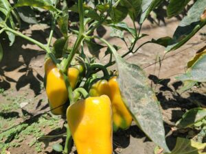 TF Bell Pepper Yellow 2pk Med-Lge