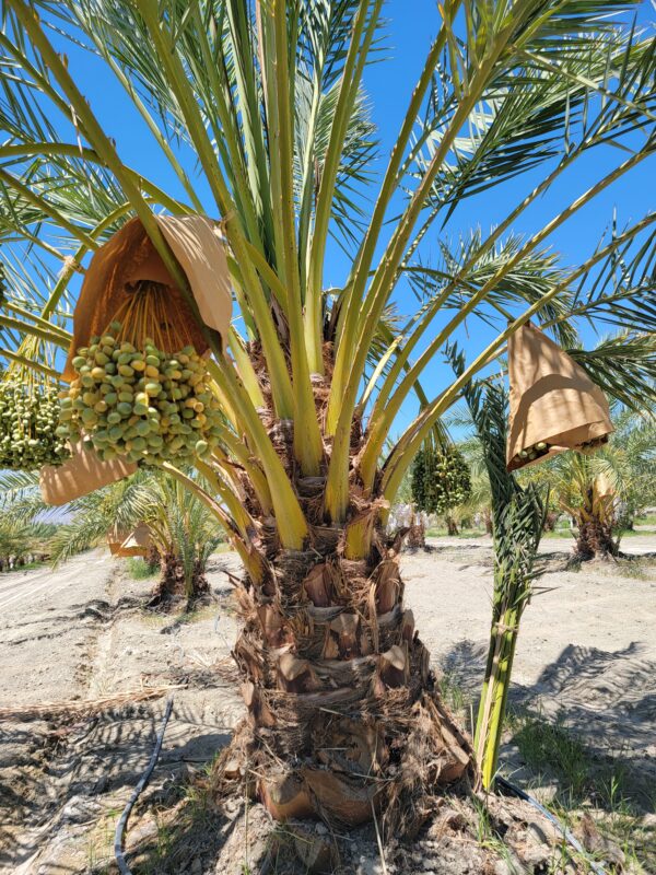 Zahidi Dates