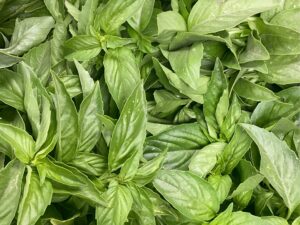 TF Basil