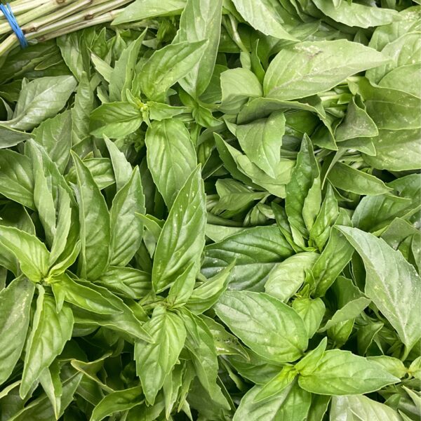 TF Basil